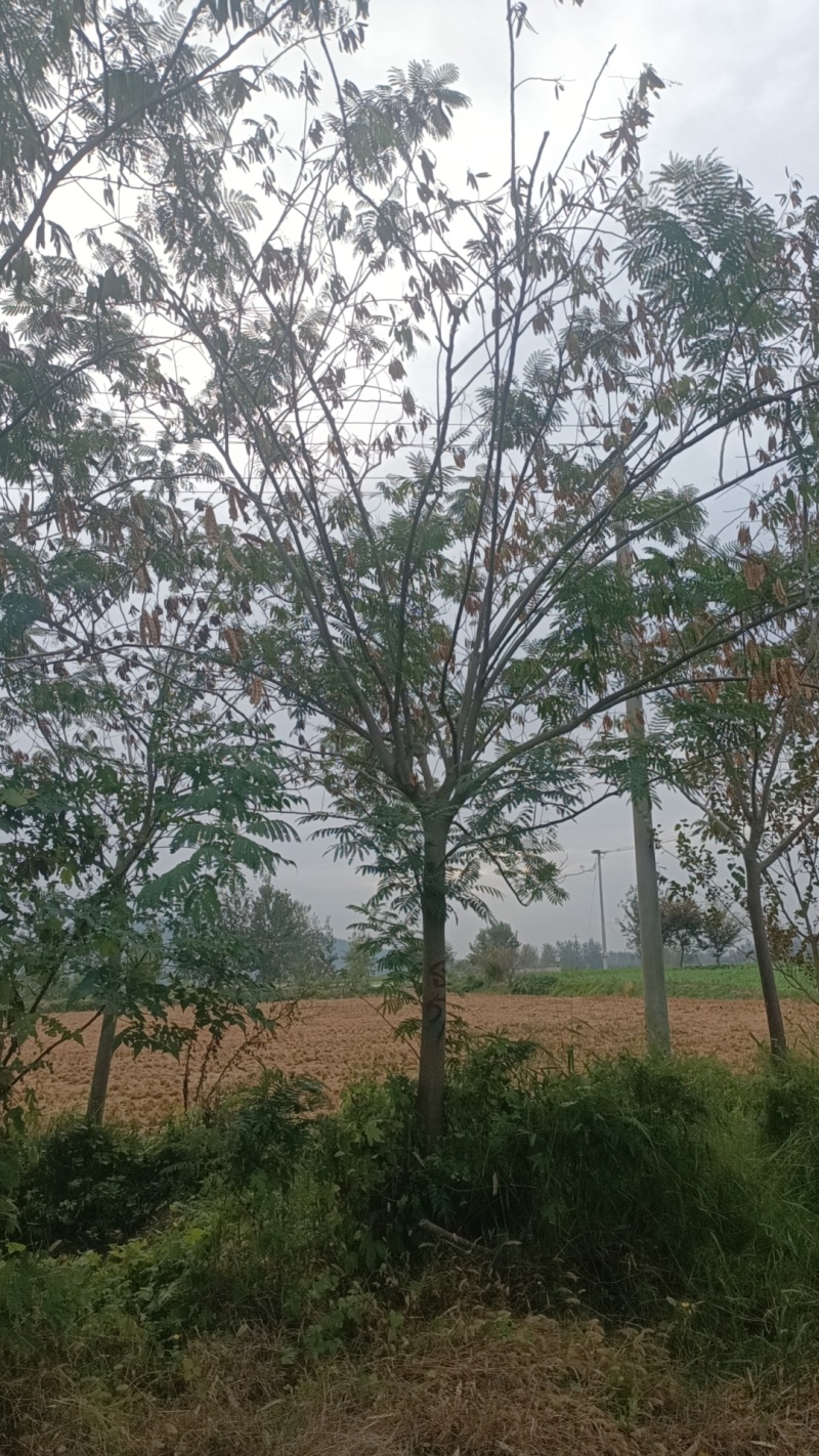 江苏，山东，8-20合欢树，物美价廉。