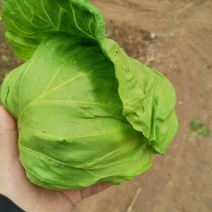 河北邯郸市临漳精品甘蓝大量上市了需要的联系。