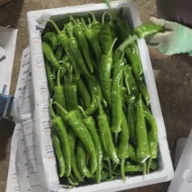 辣妹子辣椒，本地上市各种辣椒，螺丝椒，尖椒，青椒，线椒