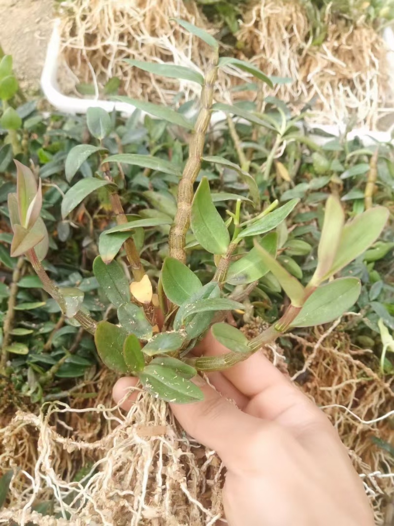 云南精品优质2年铁皮石斛大苗现拔现发、需要来电详谈！