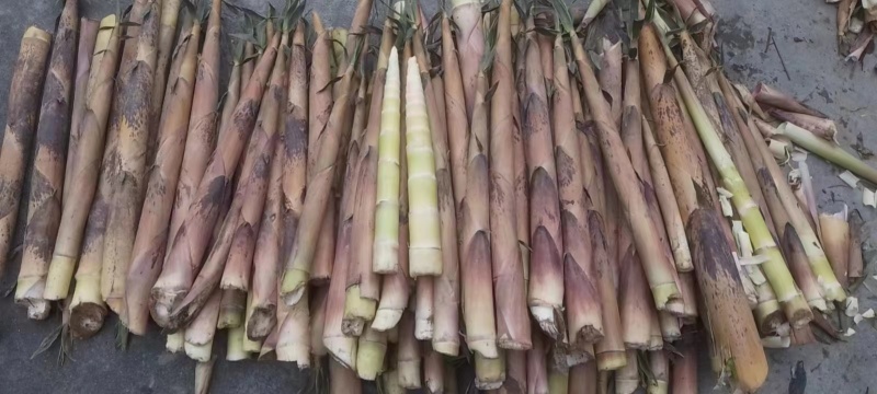 江华贺州姑婆山苦笋已准备上市，量大价格优惠，欢迎采购