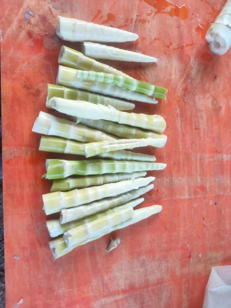 江华贺州姑婆山苦笋已准备上市，量大价格优惠，欢迎采购
