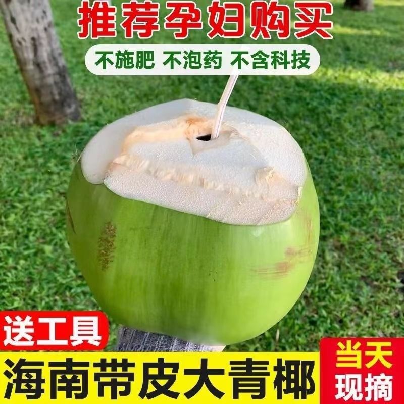 海南文昌椰子椰青黄金椰椰青批发一件代发