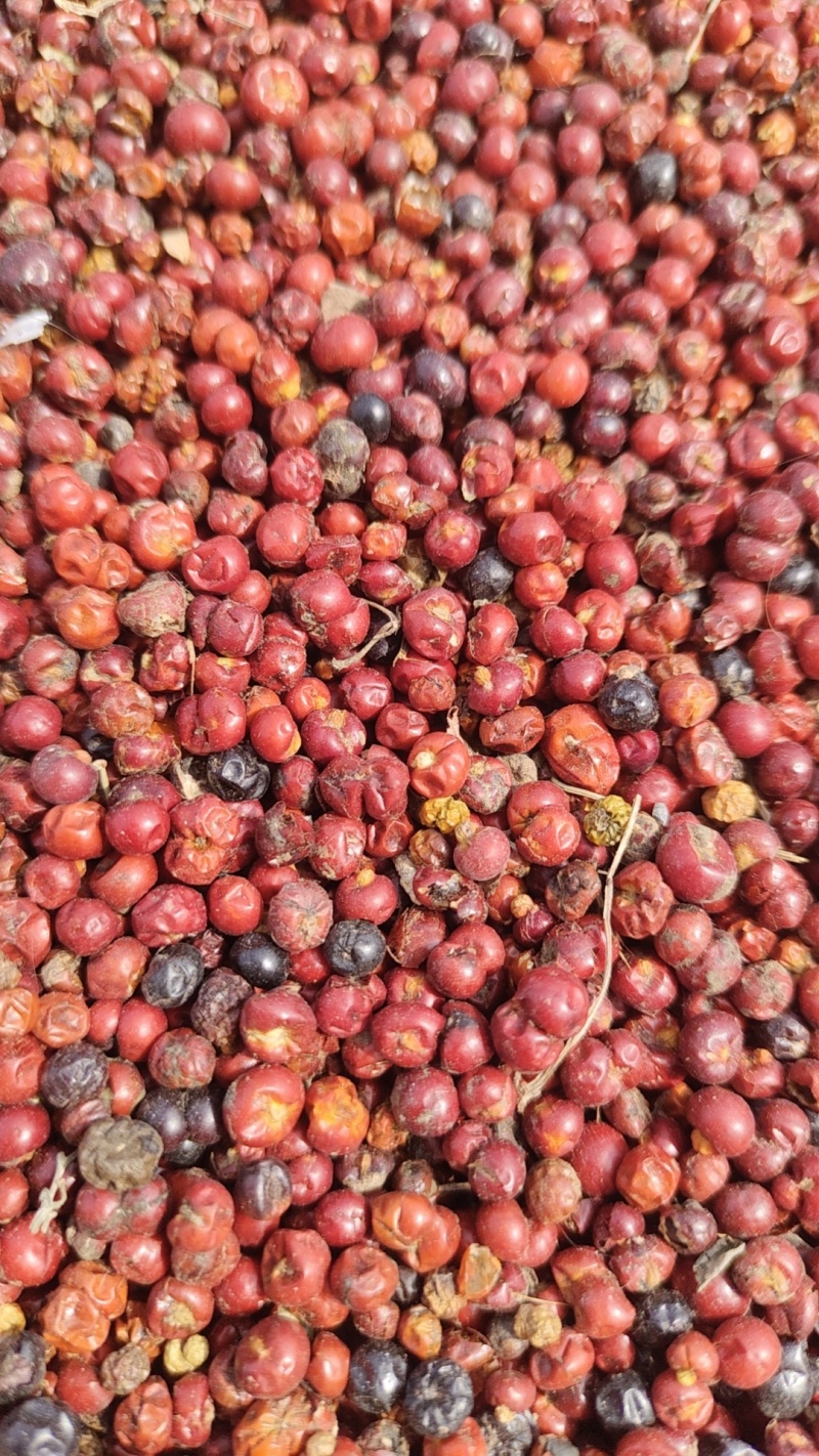 茜草种子常年大量收购