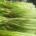 大量供应，白帽蒜苔，无泡水。，全部干苔，代发全国。