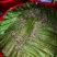 【泡菜】贵州青蕨苦蕨盐渍蕨菜大量供应