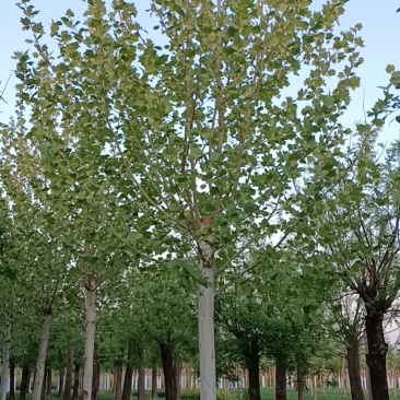 山东基地直供精品国槐质量保证全国发货欢迎各地客商