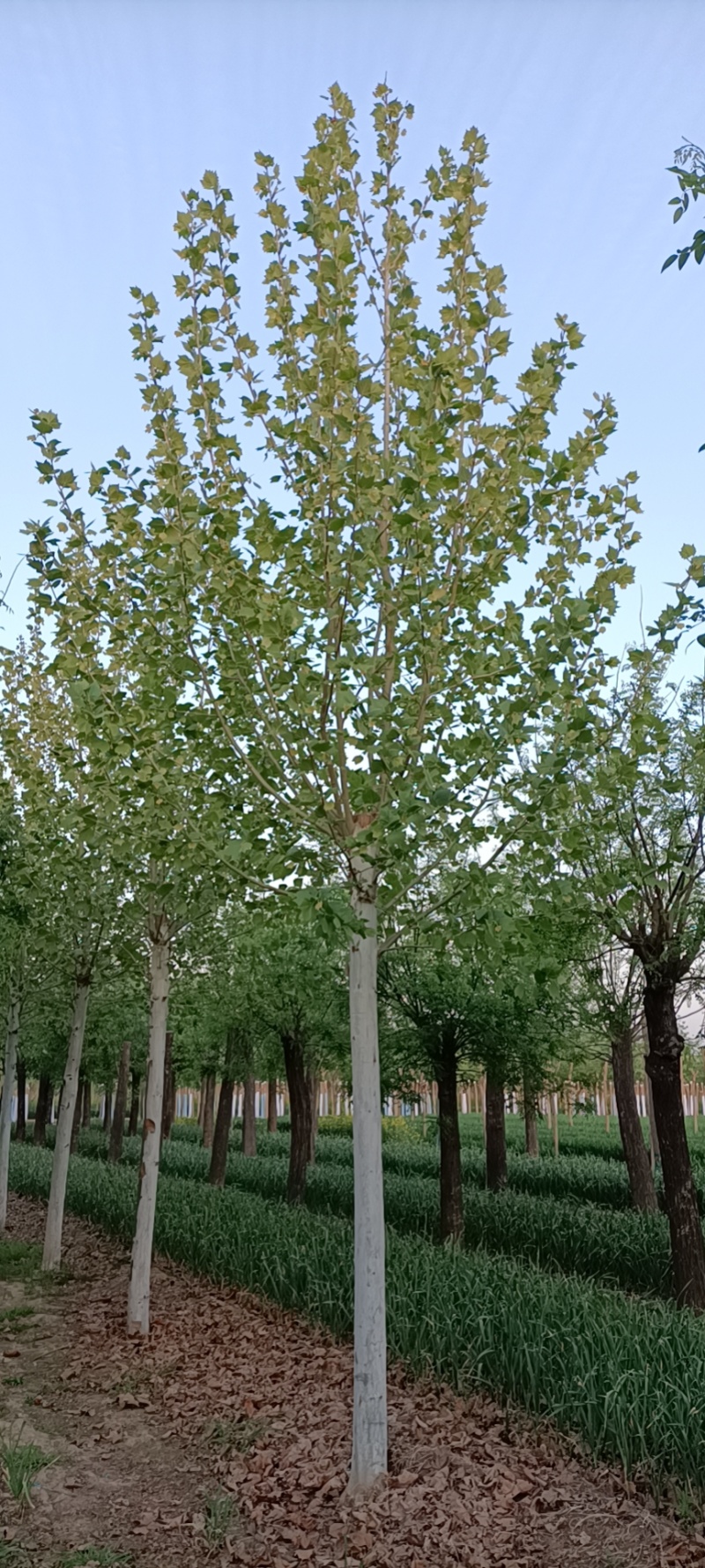 山东基地直供精品国槐质量保证全国发货欢迎各地客商