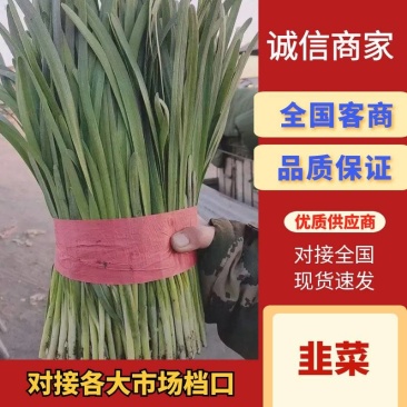 秦皇岛蔬菜大量上市价格公道，质量保证，耐运输长期有货