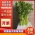 精品芹菜产地直发，质量保证一手货源，供超市电商批发市场等