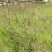 黄荆/黄荆条