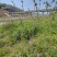黄荆/黄荆条