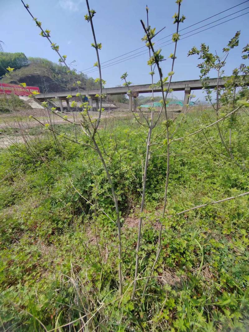 黄荆/黄荆条
