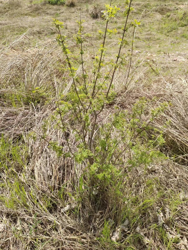 黄荆/黄荆条