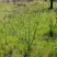 黄荆/黄荆条