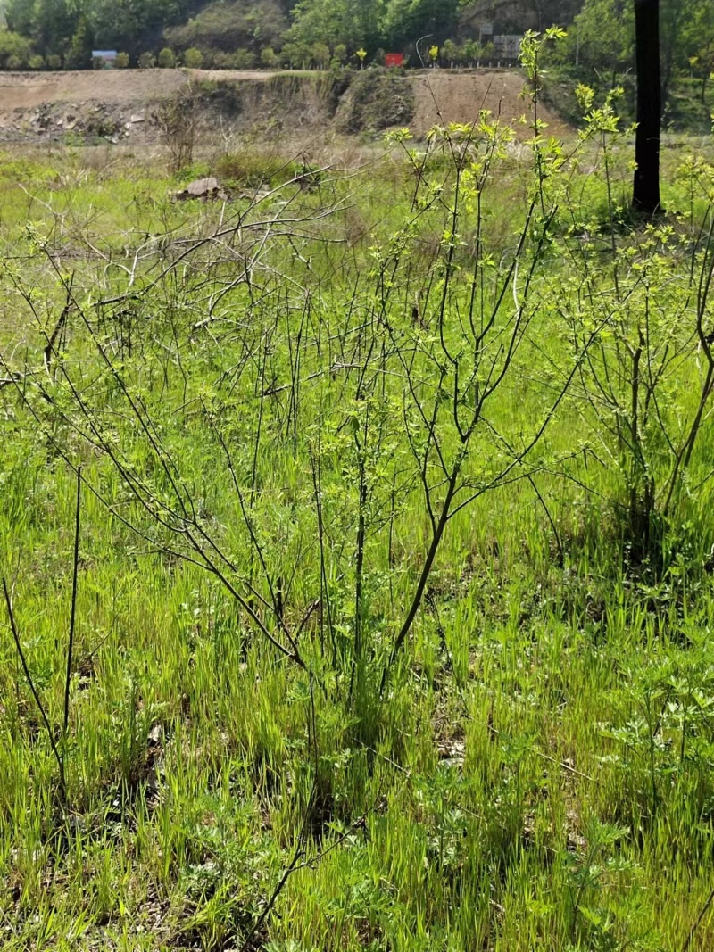 黄荆/黄荆条