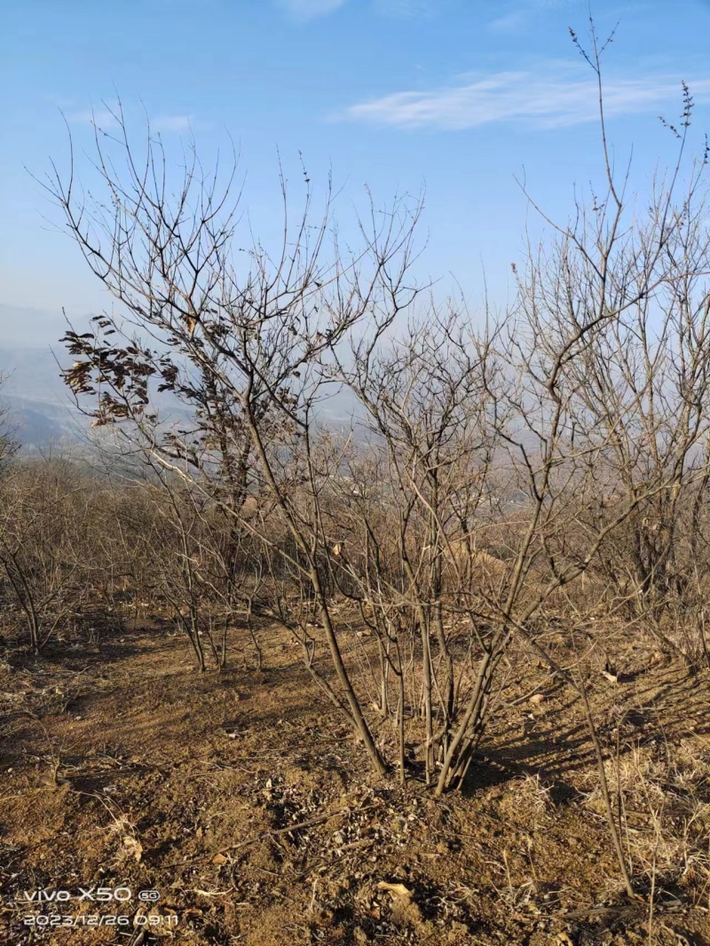 黄荆/黄荆条