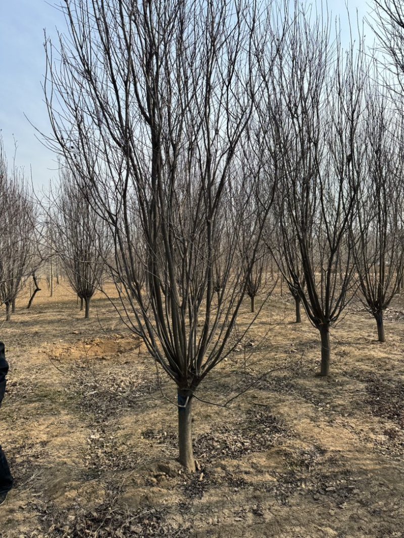红叶李紫叶李1-40公分基地大量供应