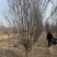 红叶李紫叶李1-40公分基地大量供应
