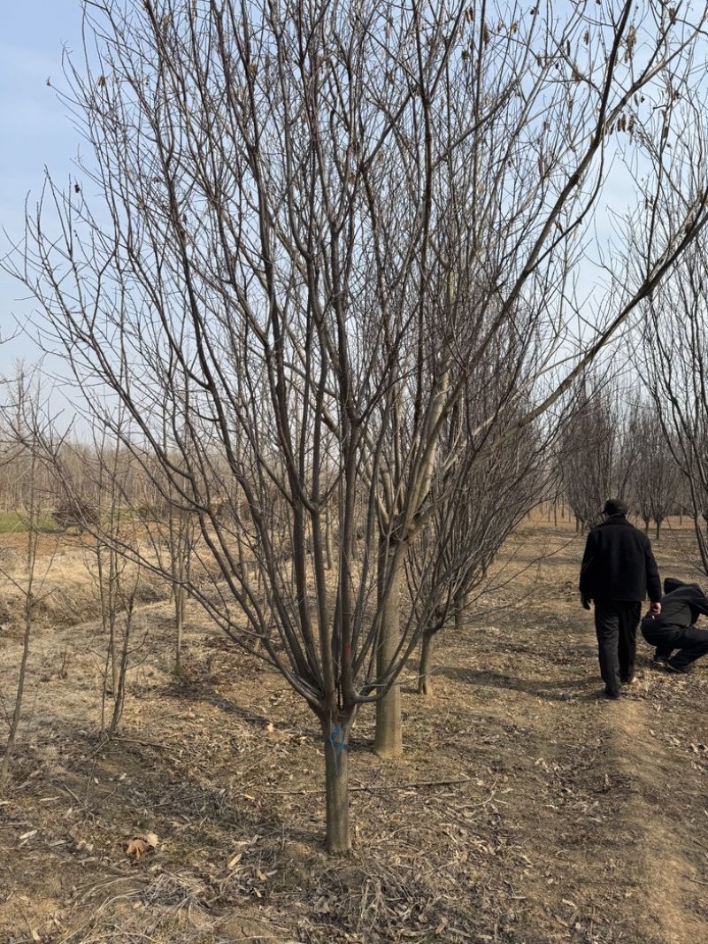 红叶李紫叶李1-40公分基地大量供应