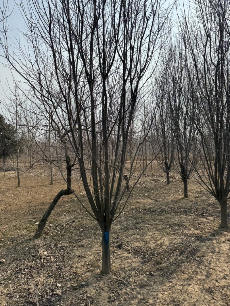 红叶李紫叶李1-40公分基地大量供应