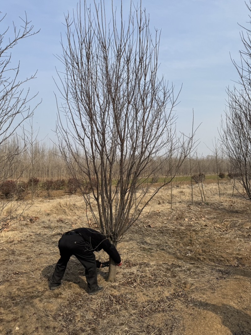 红叶李紫叶李1-40公分基地大量供应