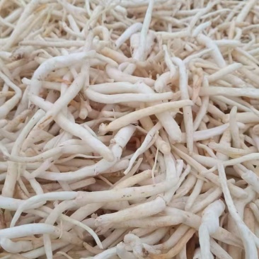 沙参，干货有硫，无硫