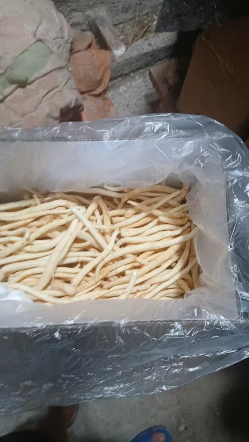 沙参，干货有硫，无硫