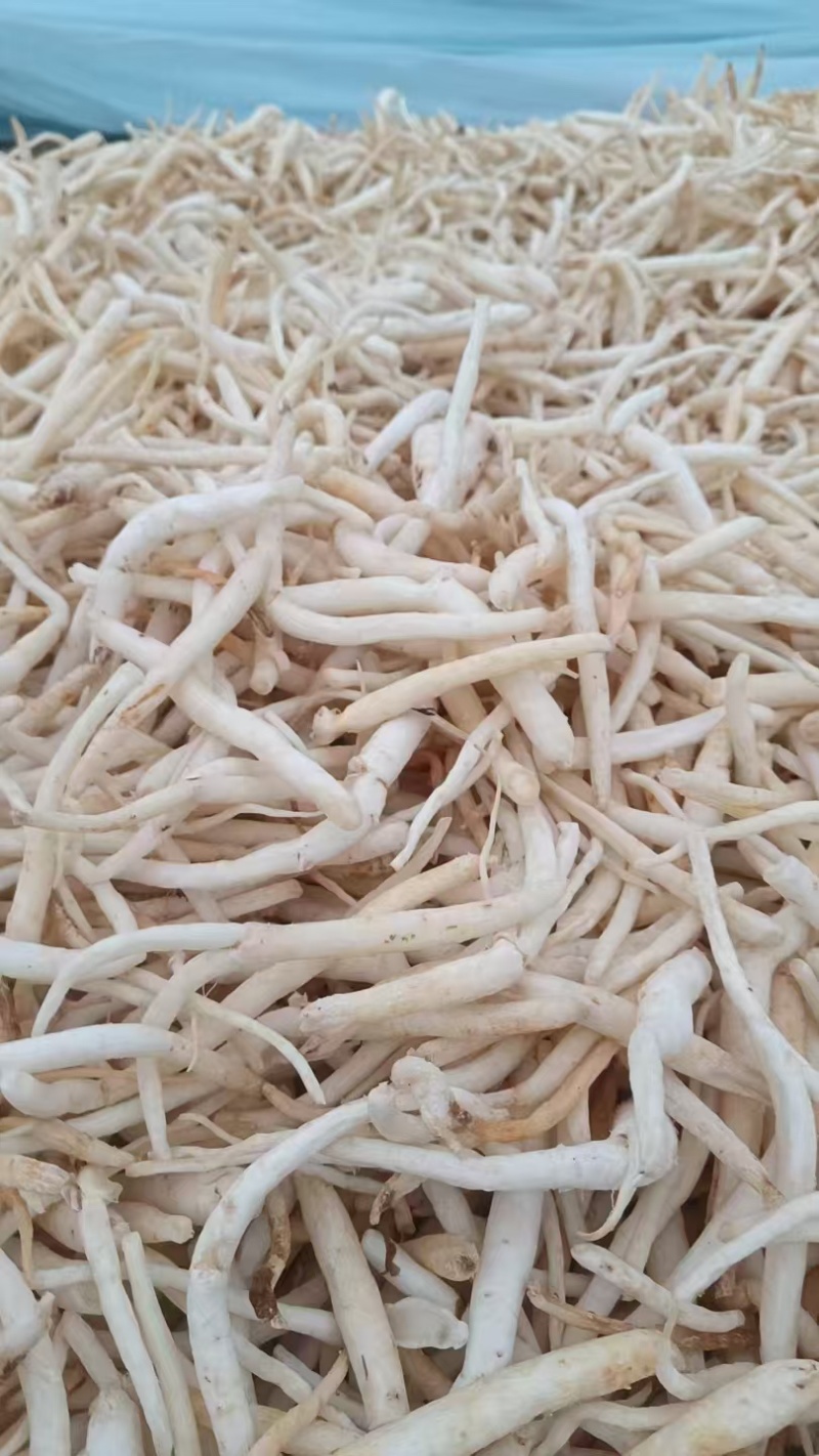 沙参，干货有硫，无硫