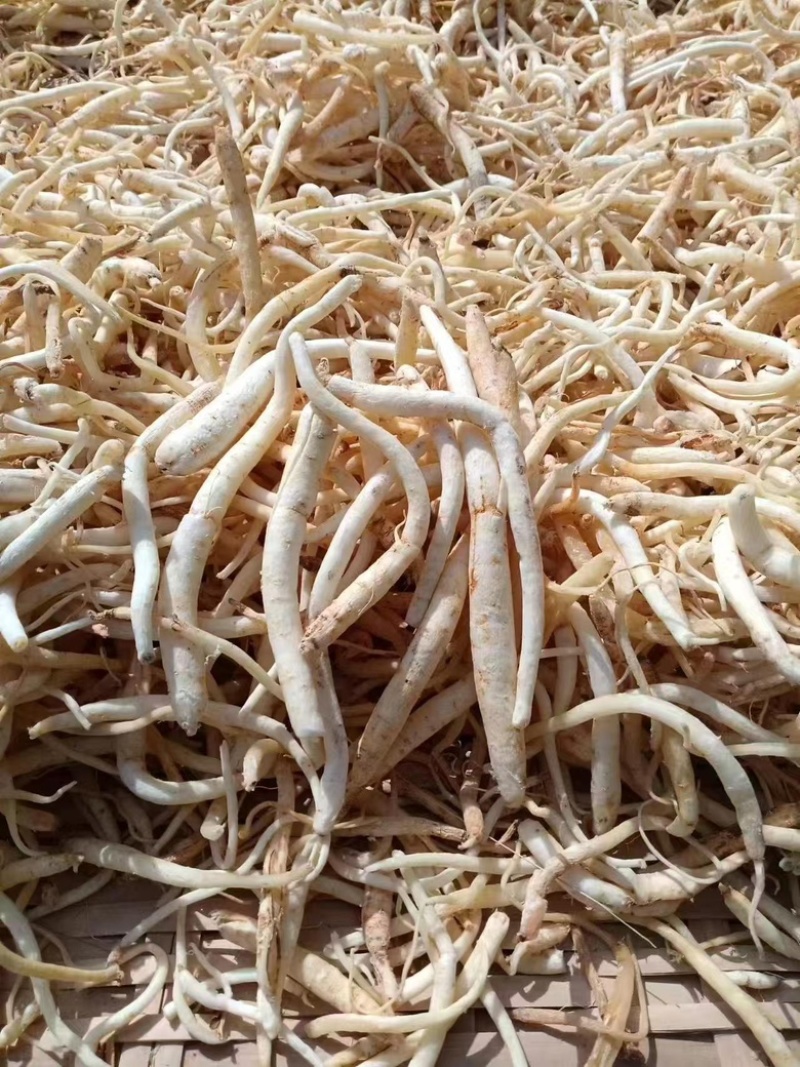 沙参，干货有硫，无硫