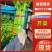精品芹菜，产地直供大量有货，供超市电商欢迎咨询