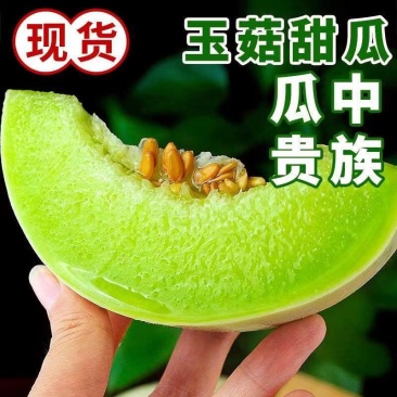 精品【玉菇甜瓜】基地直供质量保证一手货源全国发货
