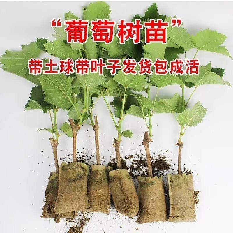 基地直发葡萄苗货源充足品质保证