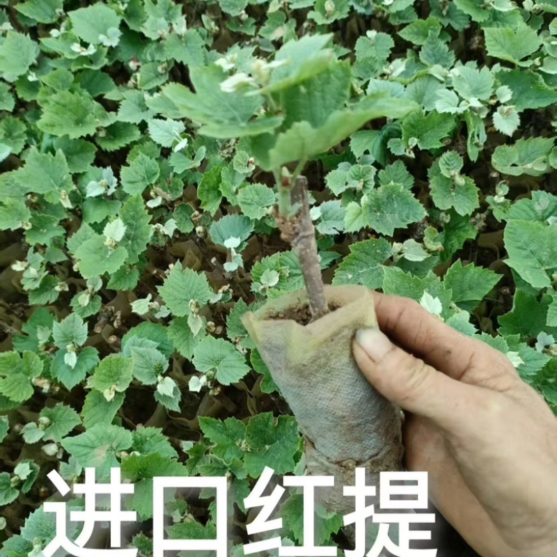 基地直发葡萄苗货源充足品质保证