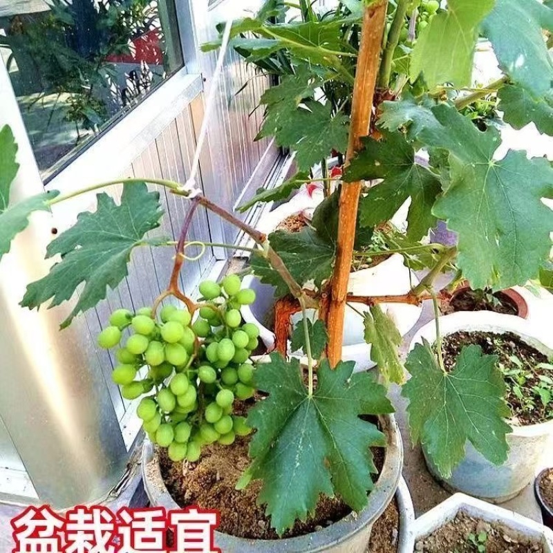 基地直发葡萄苗货源充足品质保证