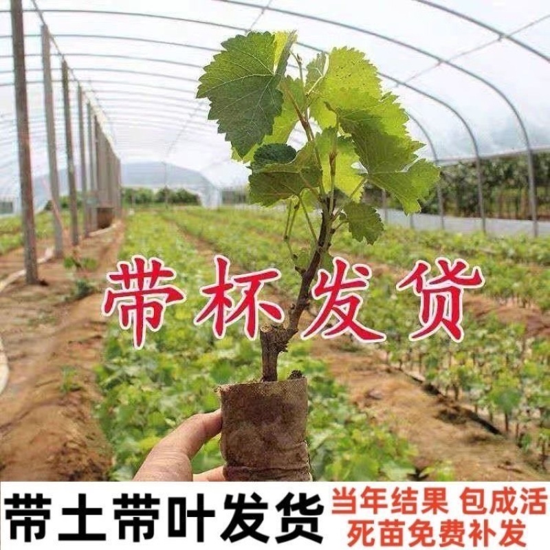基地直发葡萄苗货源充足品质保证