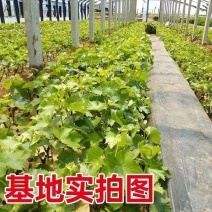 基地直发葡萄苗货源充足品质保证