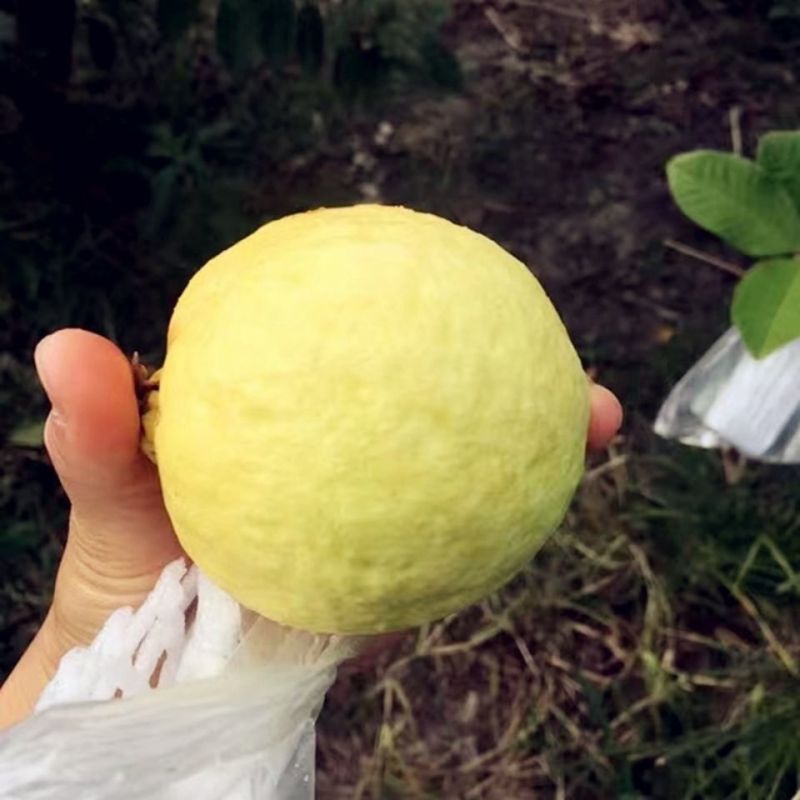 广西软糯奶油冰淇淋口感芭乐白心芭乐番石榴新鲜现摘水果鸡屎