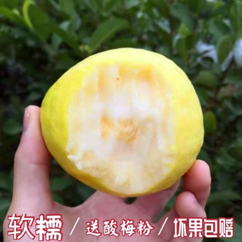 广西软糯奶油冰淇淋口感芭乐白心芭乐番石榴新鲜现摘水果鸡屎