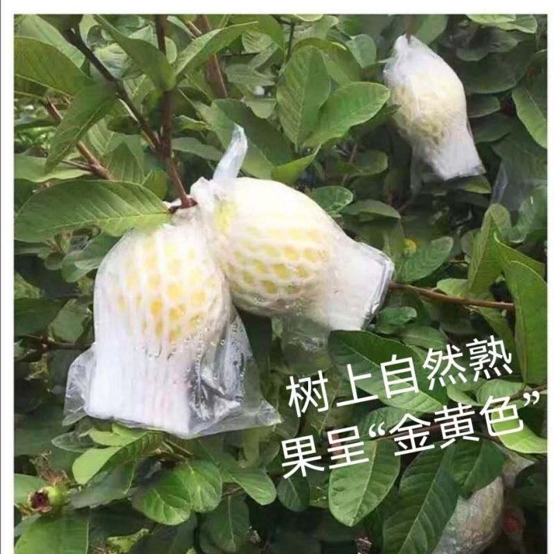 广西软糯奶油冰淇淋口感芭乐白心芭乐番石榴新鲜现摘水果鸡屎