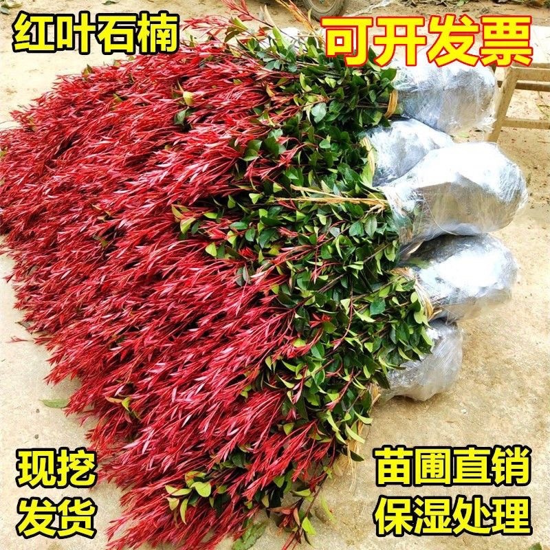 红叶石楠绿化苗四季常青绿化苗树苗篱笆苗石兰