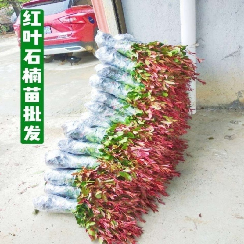 红叶石楠绿化苗四季常青绿化苗树苗篱笆苗石兰