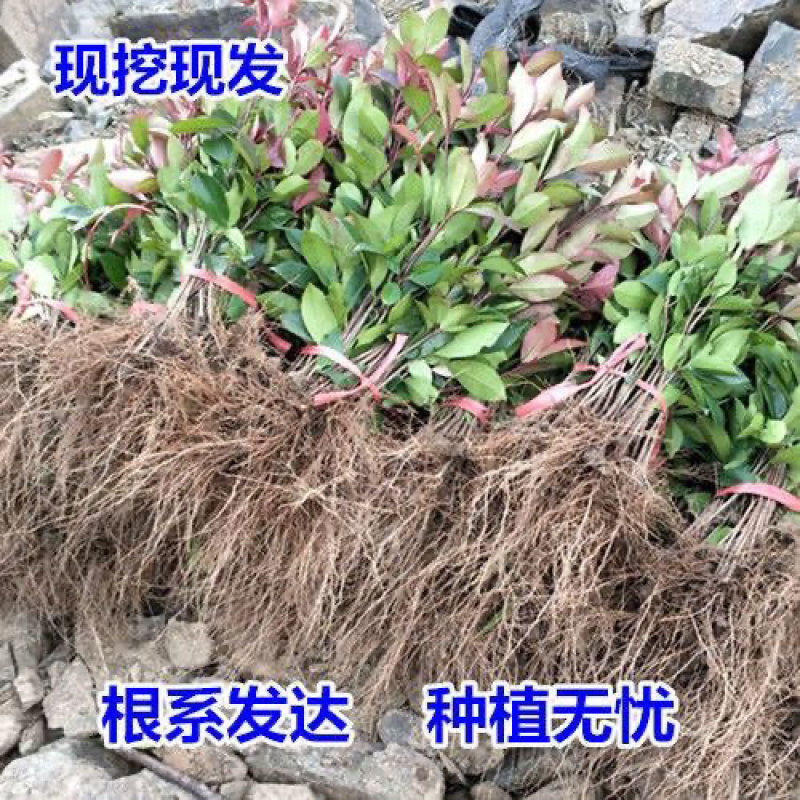 红叶石楠绿化苗四季常青绿化苗树苗篱笆苗石兰