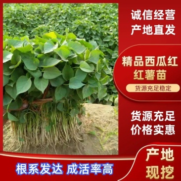 红薯苗，地瓜苗全国接单视频看货