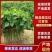 红薯苗，地瓜苗全国接单视频看货