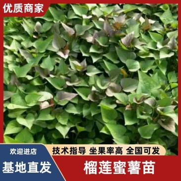 榴莲金枕红薯苗
