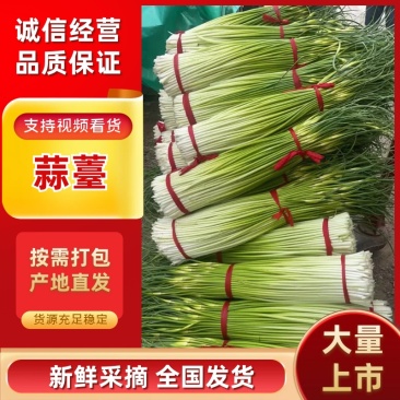 蒜薹，产地直发，对接全国，大量有货，欢迎各位朋友咨询采购