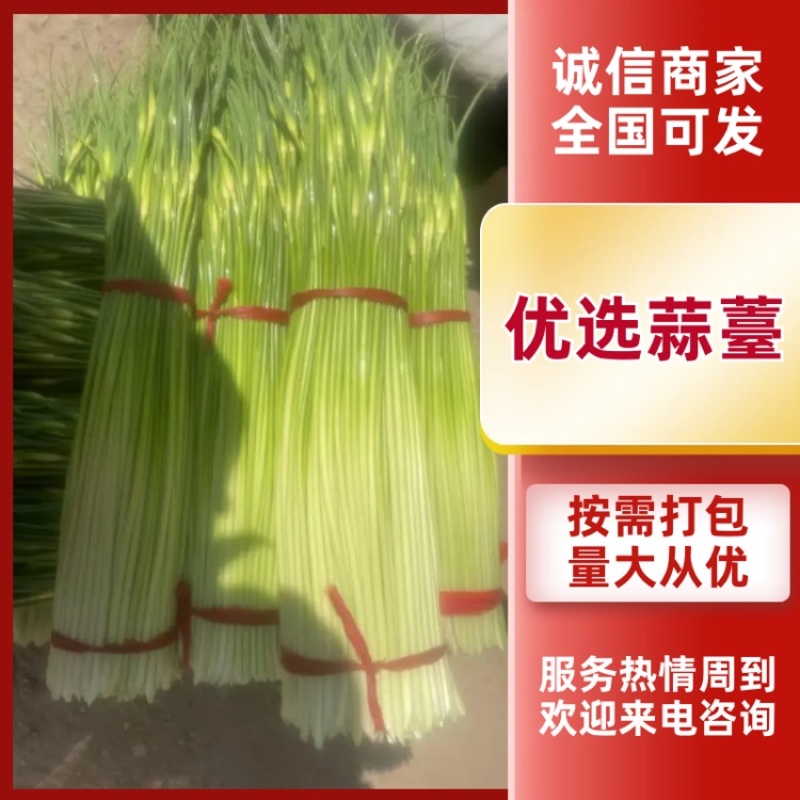 蒜薹，产地直发，对接全国，大量有货，欢迎各位朋友咨询采购