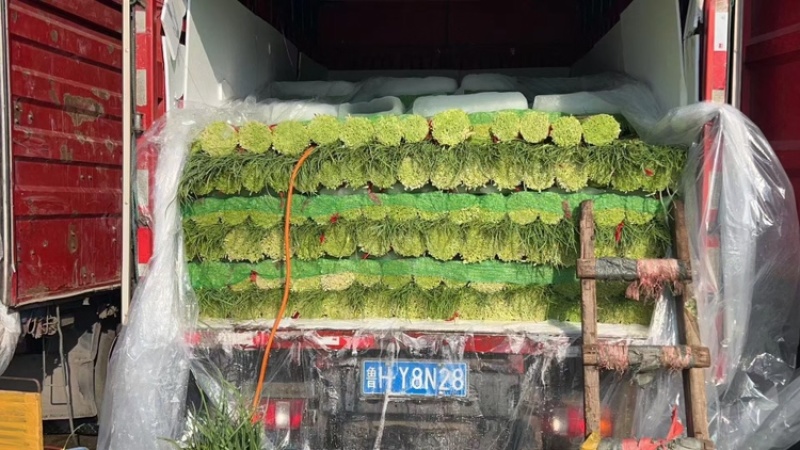 蒜薹，产地直发，对接全国，大量有货，欢迎各位朋友咨询采购