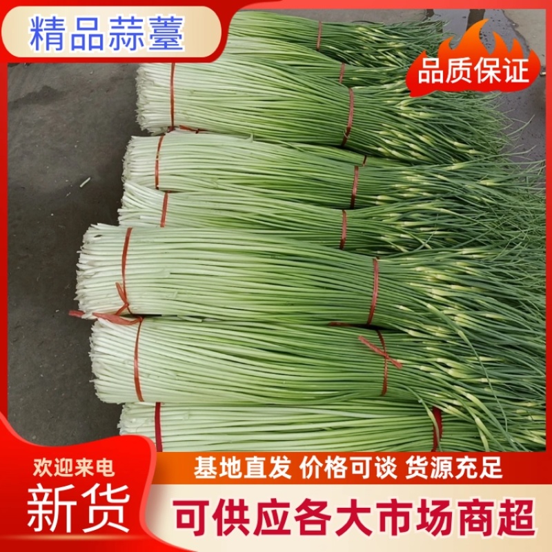 蒜薹，产地直发，对接全国，大量有货，欢迎各位朋友咨询采购